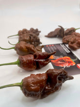 Load image into Gallery viewer, Chocolate Primotalii super-hot pepper pods grown by Kingtalii Peppers