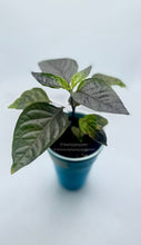 Load image into Gallery viewer, A Jay Peach Ghost pepper plant with green &amp; dark foliage in a solo cup