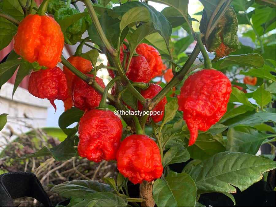 Carolina reaper