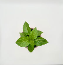 Load image into Gallery viewer, Close up view of a young Orange Habanero pepper plant in a solo cup