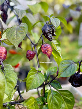 Load image into Gallery viewer, Pockmark Peach live plant and foliage