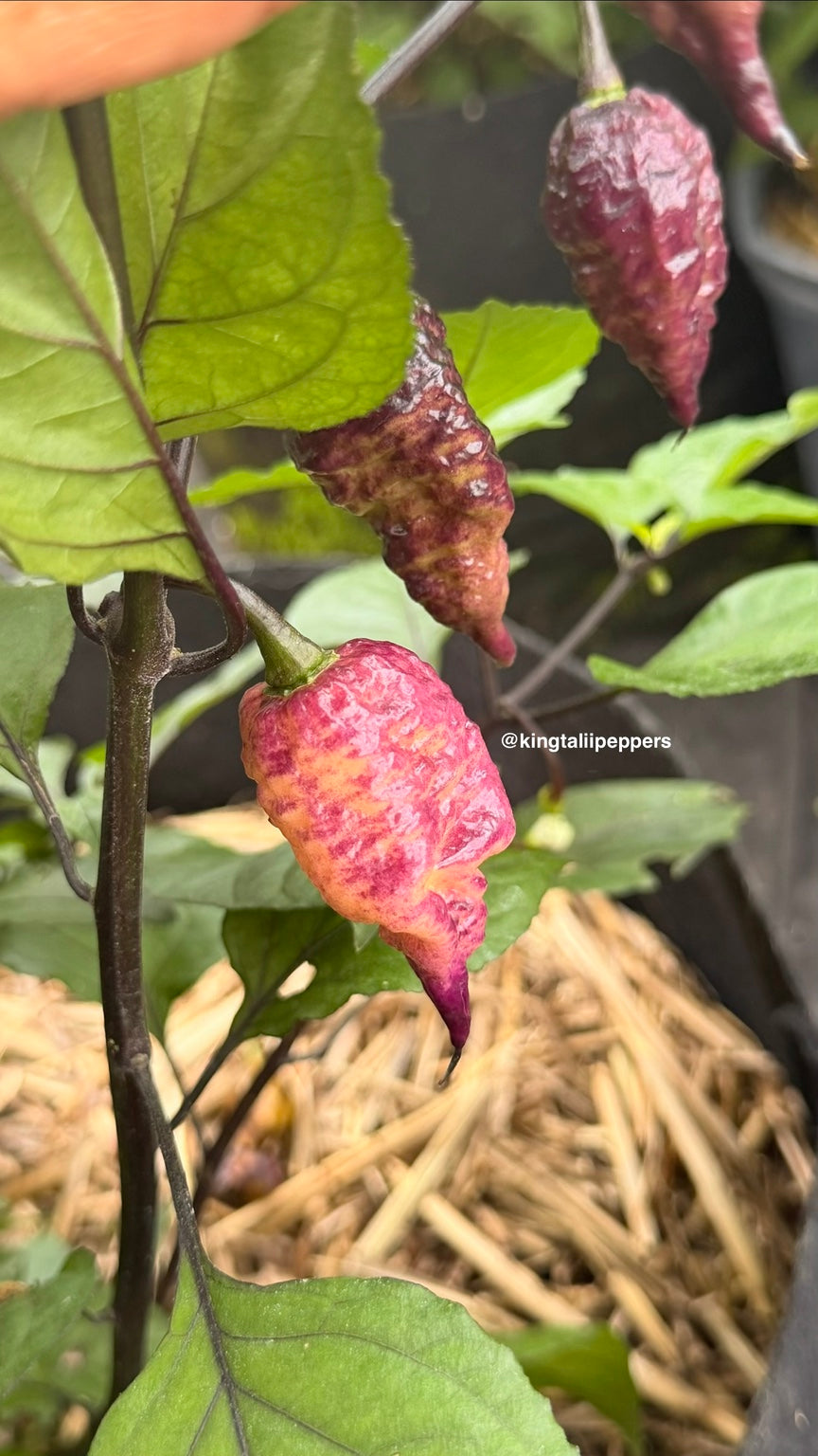 Pockmark peach