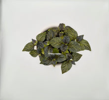 Load image into Gallery viewer, Pockmark Peach pepper plant with developing super-hot pods