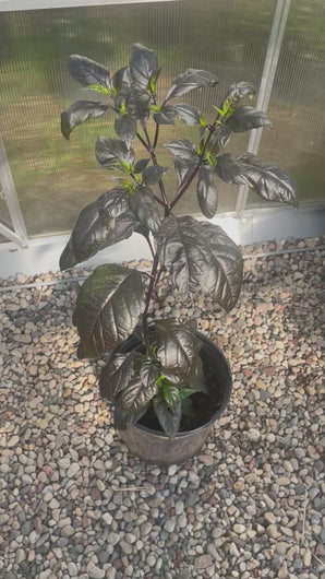Gator Jig-Saw Orange pepper plant in a 2.5 gallon pot.