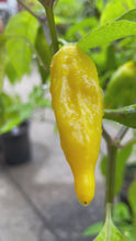 Load and play video in Gallery viewer, Lemon Drop 3