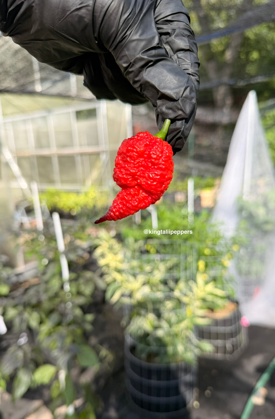 Rb003 pepper