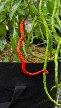 Load image into Gallery viewer, Thunder Mountain Longhorn red pepper pods grown by Kingtalii Peppers