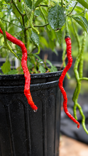 Load image into Gallery viewer, Thunder Mountain Longhorn pepper pods for seed selection