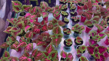 Load and play video in Gallery viewer, Kong pink salmon coleus video inside grow tent