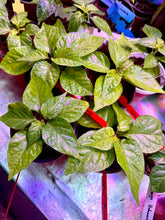 Load image into Gallery viewer, Young Ghost Pepper plant growing indoors in a grow tent