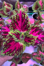 Load image into Gallery viewer, Young Kong Pink Salmon Coleus live plant with colorful foliage