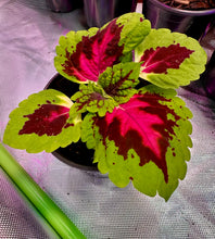 Load image into Gallery viewer, Kong Pink Salmon Coleus live plant growing indoors in a grow tent