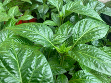 Load image into Gallery viewer, Lemon Habanero pepper plant with bright yellow peppers