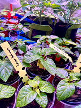 Load image into Gallery viewer, Lemon Habanero pepper plant seedling in an indoor grow tent