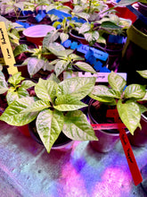 Load image into Gallery viewer, Healthy Lemon Habanero live pepper plant growing indoors