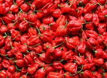 Load image into Gallery viewer, Ripe red Habanero pepper pod for fresh Red Habanero peppers