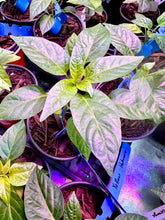 Load image into Gallery viewer, Yellow Habanero pepper plant seedling growing indoors