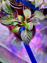 Load image into Gallery viewer, Yellow Habanero pepper plant seedling in grow tent