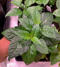 Load image into Gallery viewer, Bhut Jolokia Ghost Pepper live plant with green foliage