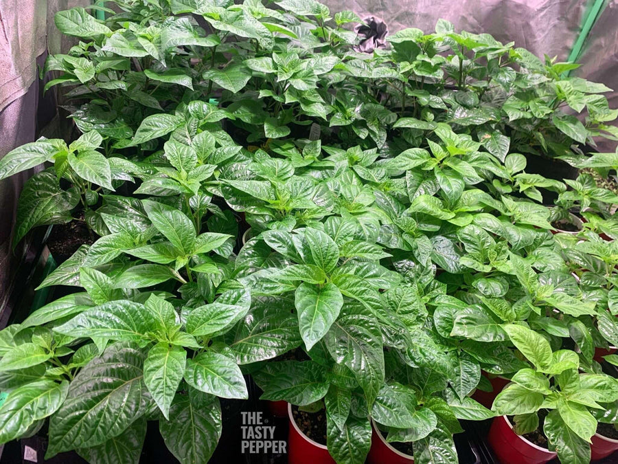 Carolina reaper