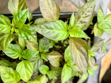 Load image into Gallery viewer, Purple Cayenne pepper plant ready for transplanting