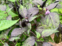 Load image into Gallery viewer, Healthy Purple Cayenne live pepper plant growing in the garden