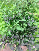 Load image into Gallery viewer, Purple Cayenne pepper plant growing outdoors in the garden