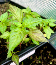 Load image into Gallery viewer, Purple Cayenne pepper plants growing together in a nursery tray