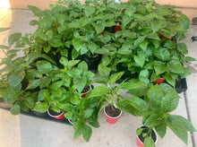 Load image into Gallery viewer, Red Caribbean Habanero live pepper plant with healthy green foliage