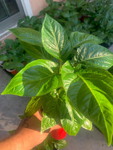 Load image into Gallery viewer, Red Caribbean Habanero pepper plant ready for transplanting