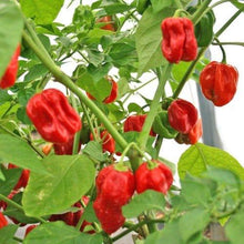 Load image into Gallery viewer, Red Habanero pepper pods showing ripe red color