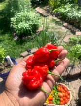 Load image into Gallery viewer, Fresh Red Habanero hot pepper pods