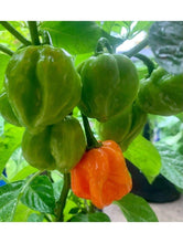 Load image into Gallery viewer, Fresh ripe Red Habanero peppers